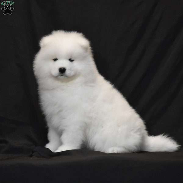 Angel, Samoyed Puppy